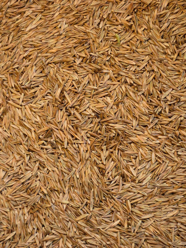 Kentucky 31 Tall Fescue 50 lb