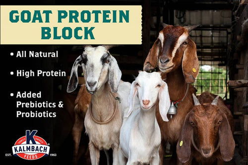 Kalmbach Feeds Goat Protein Block