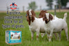 Kalmbach Feeds Goat Protein Block